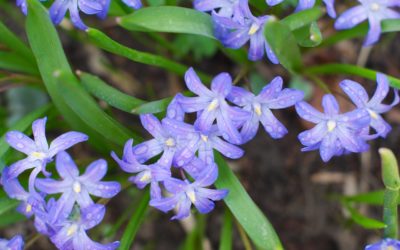 Хионодоксы — ранние и редкие первоцветы